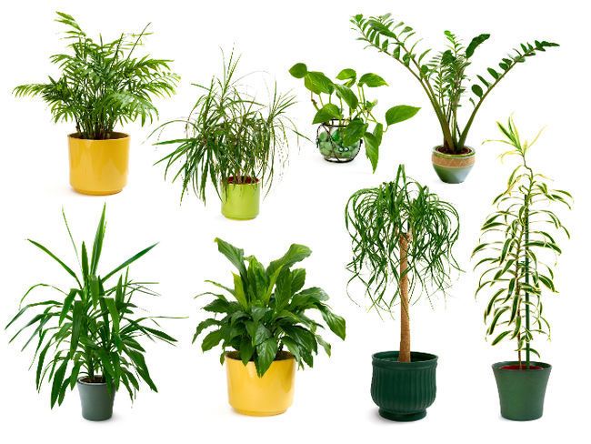 Coup de coeur #28 : Les plantes dépolluantes qui purifient notre intérieur - La Belle Mèche