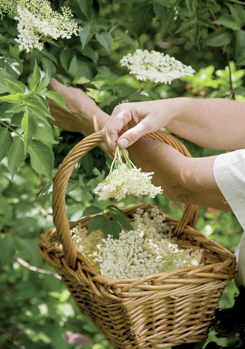 L’utilisation de matières premières naturelles et synthétiques dans les parfums - La Belle Mèche